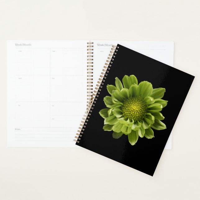 Fleurs | Chrysanthème vert (Devant avec enveloppe)