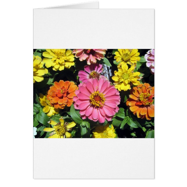 Fleurs colorées (Devant)