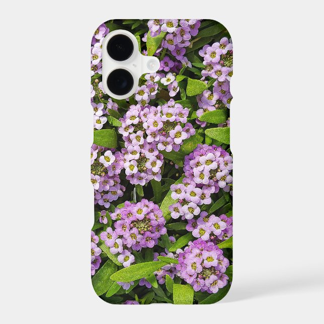Fleurs d'alyssum violettes (Verso)