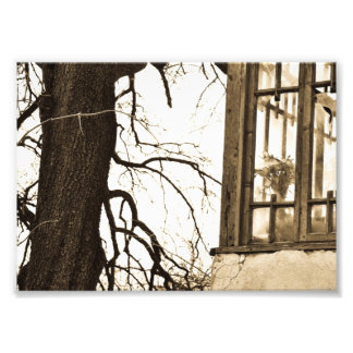 Fleurs dans l'ancienne maison Impression photo