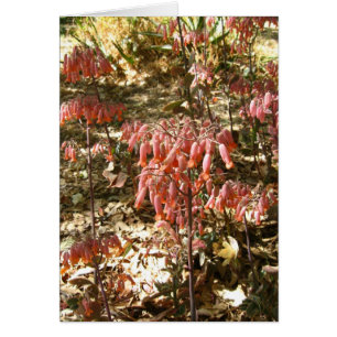 Fleurs dans Parque Tangamanga