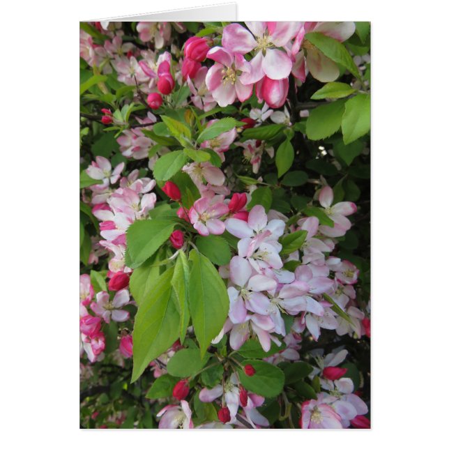 Fleurs d'Apple (Devant)