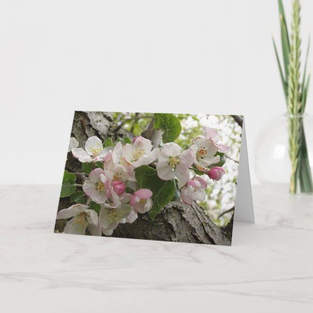 Fleurs d'Apple sauvage - carte de voeux (Devant)
