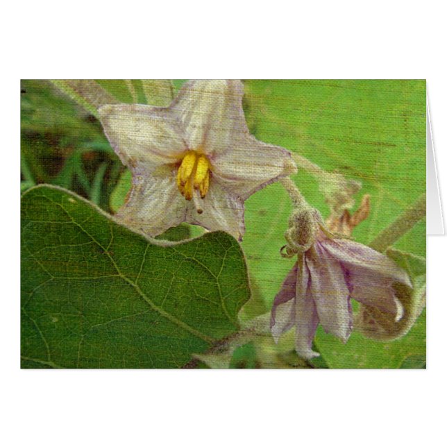 Fleurs d'aubergines (Devant horizontal)