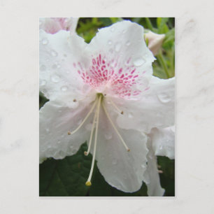 FLEURS D'AZALÉE Azalées Blanches Humides Cartes Ca