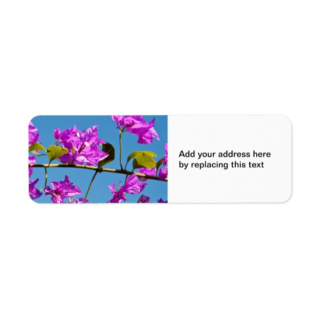 Fleurs de Bougainvilliers (Devant)