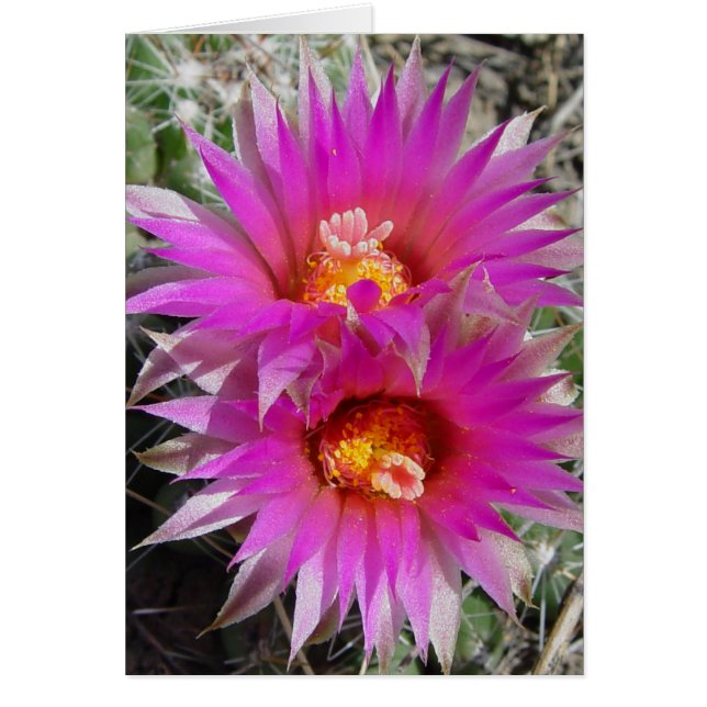 Fleurs de boule F5 "Escobaria vivipara" (Devant)