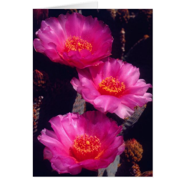 Fleurs de Cactus Beavertail 2 (Devant)