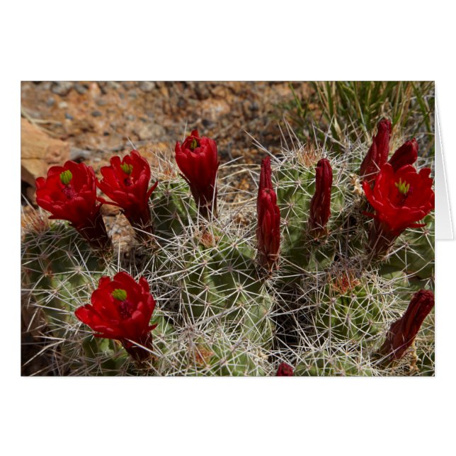 Fleurs de cactus Claret Cup 2 (Devant horizontal)