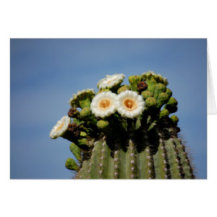 Fleurs de cactus de Saguaro
