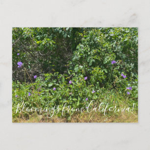 Fleurs de Californie ! Carte postale