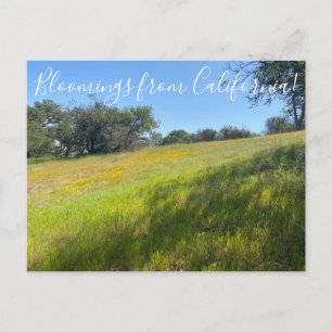 Fleurs de Californie ! Carte postale