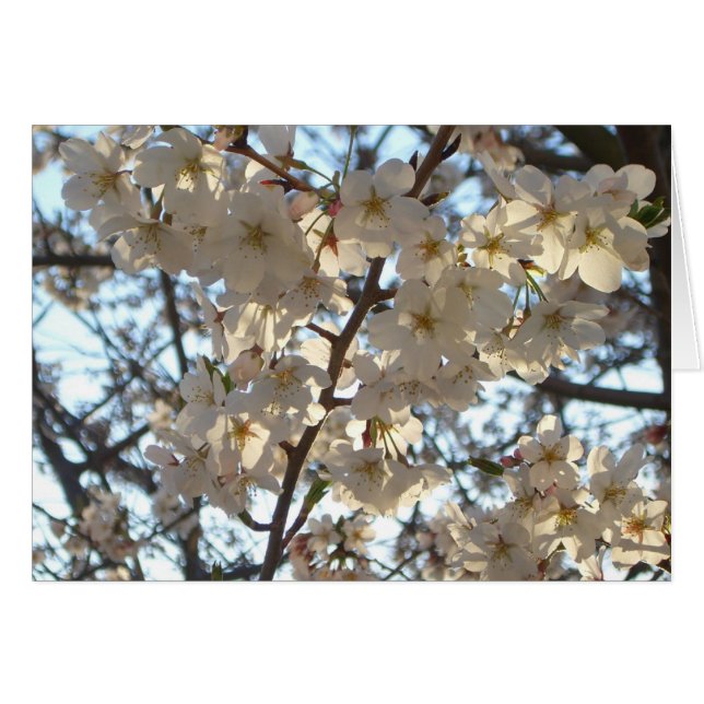 Fleurs de cerises du soir I Printemps Floral (Devant horizontal)