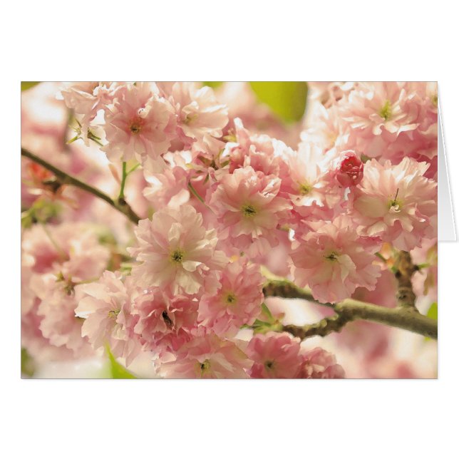Fleurs de cerisier (Devant Horizontal)