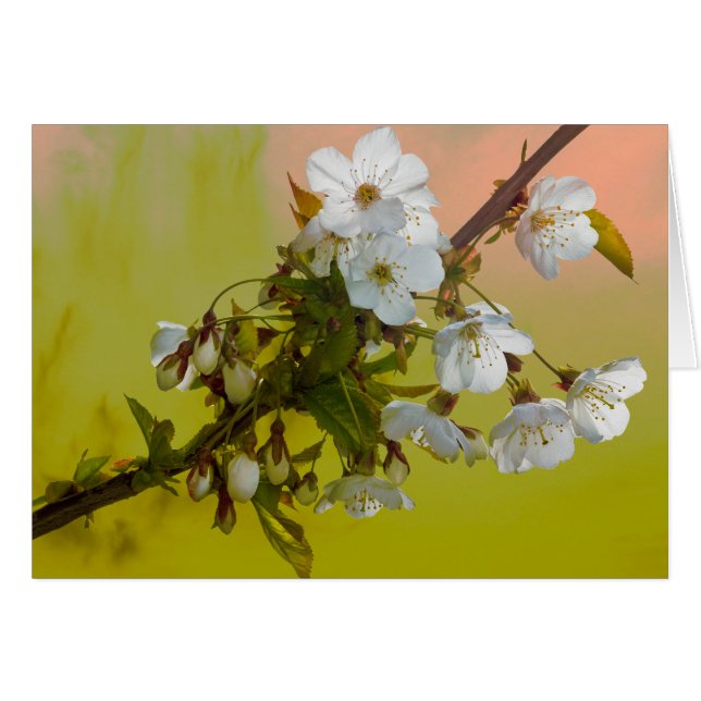 Fleurs de cerisier (Devant horizontal)