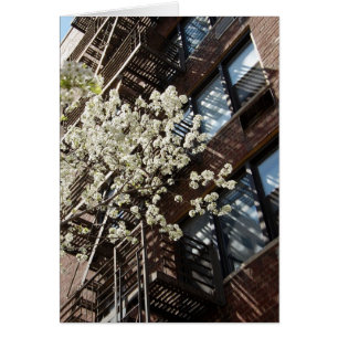 Fleurs de cerisier de village aussi