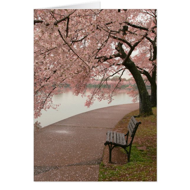 Fleurs de cerisier et banc (Devant)