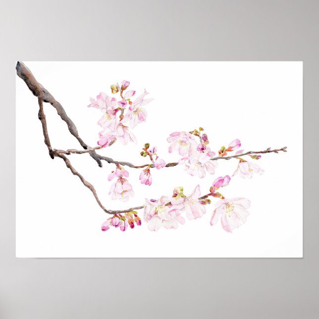 fleurs de cerisier rose 2023 aquarelle 2 affiche (Devant)