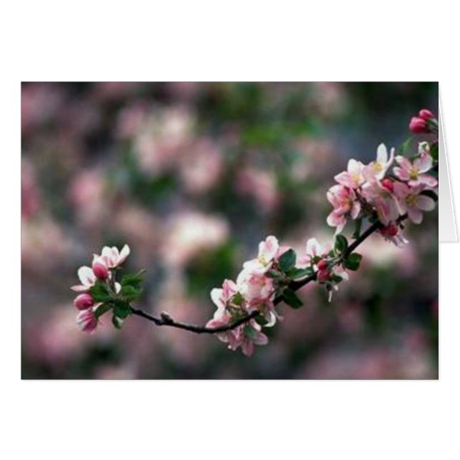 Fleurs de cerisier roses renversantes (Devant horizontal)
