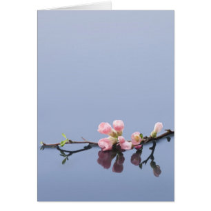 Fleurs de cerisier sur l'eau