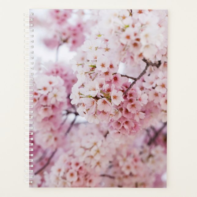 Fleurs de cerisiers (Devant)