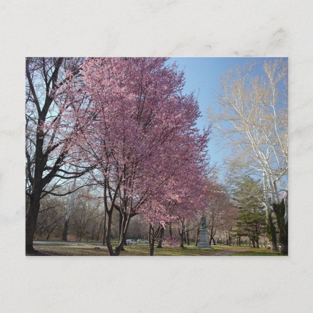 Fleurs de cerisiers en Philadelphie Carte Postale (Devant)
