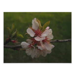 Fleurs de cerisiers roses Photo florale