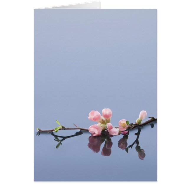 Fleurs de cerisiers sur l'eau (Devant)