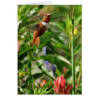 Fleurs de colibri