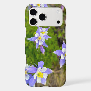 Fleurs de colombine vibrantes en violet bleu jaune