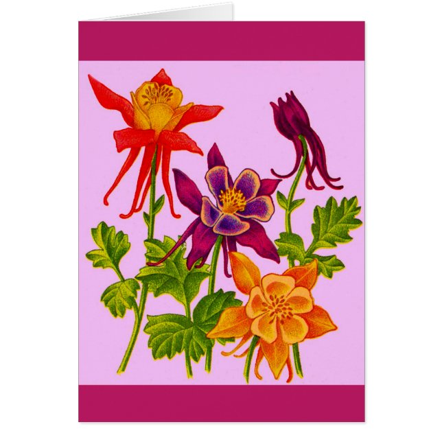 fleurs de columbine (Devant)