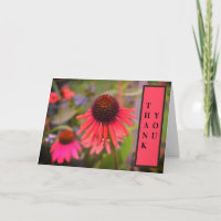 Fleurs de Cône Rouge Echinacea Merci