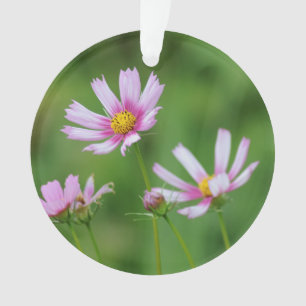Fleurs de cosmos