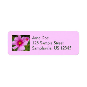 Fleurs de Cosmos Rose Fleur Sauvage