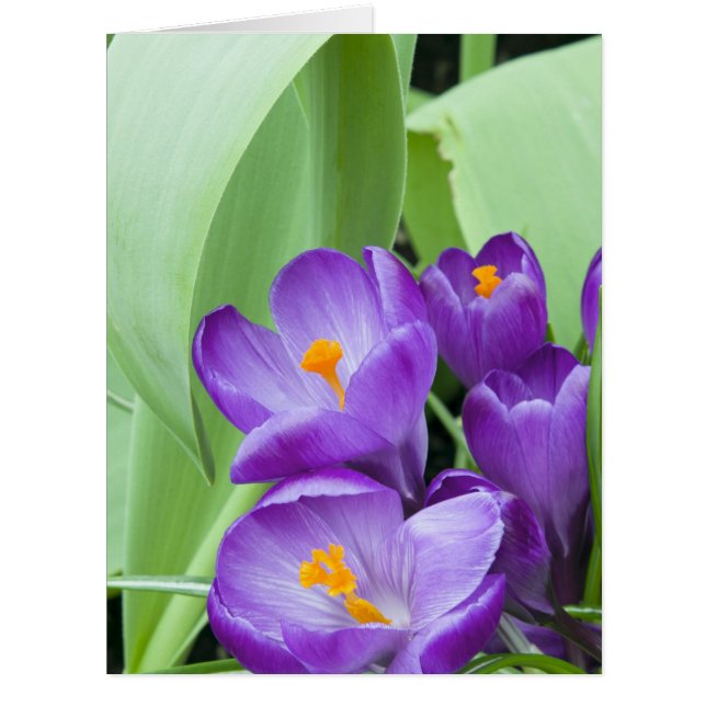 Fleurs de Crocus pourpres (Devant)