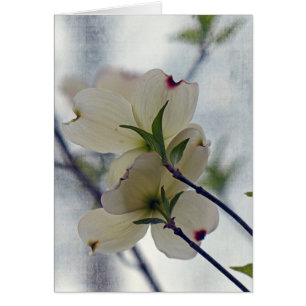 Fleurs de Dogwood