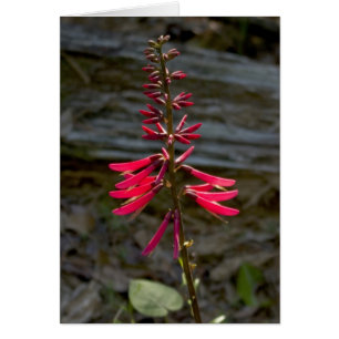 Fleurs de Foxfire