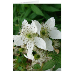 Fleurs de framboise