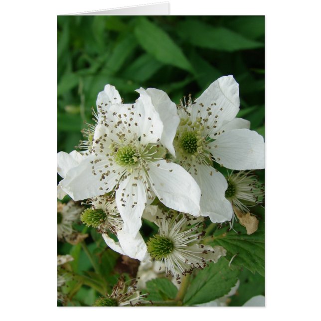 Fleurs de framboise (Devant)