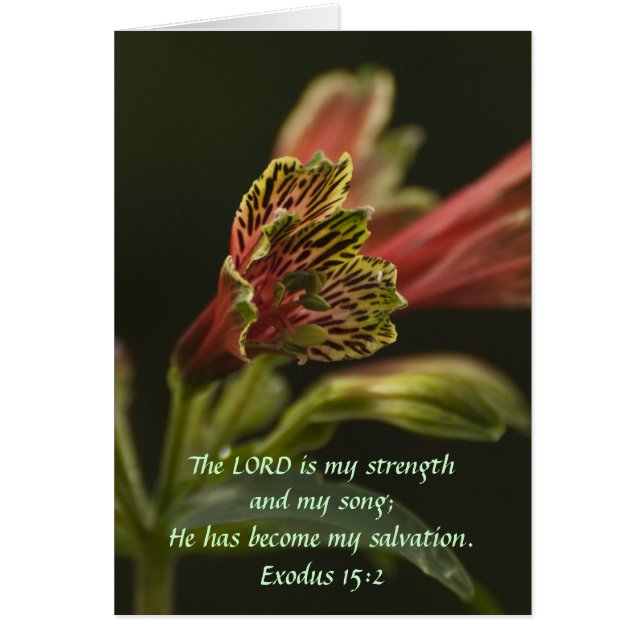 Fleurs de Freesia (Devant)