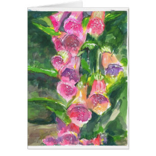 Fleurs de gant de Fox