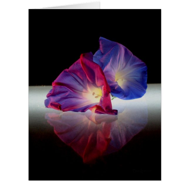 FLEURS DE GLOIRE DU MATIN (Devant)