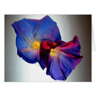 Fleurs de gloire du matin 3