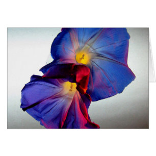 Fleurs de gloire du matin 3