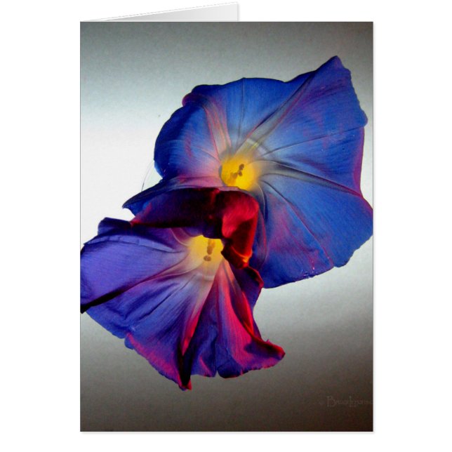 Fleurs de gloire du matin 3 (Devant)