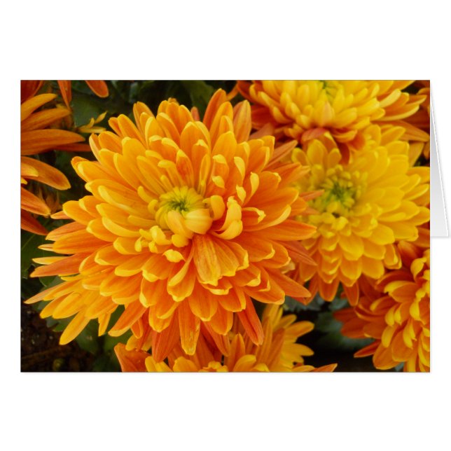 Fleurs de jardin de Longwood (Devant horizontal)