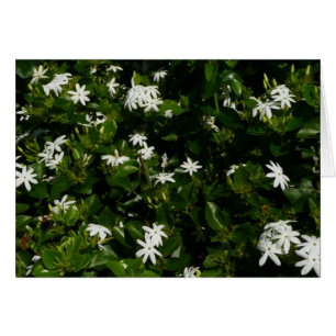 Fleurs de jasmin Botanique tropicale florale