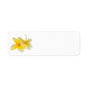 Fleurs de la plumeria Frangipani jaune blanc hawa
