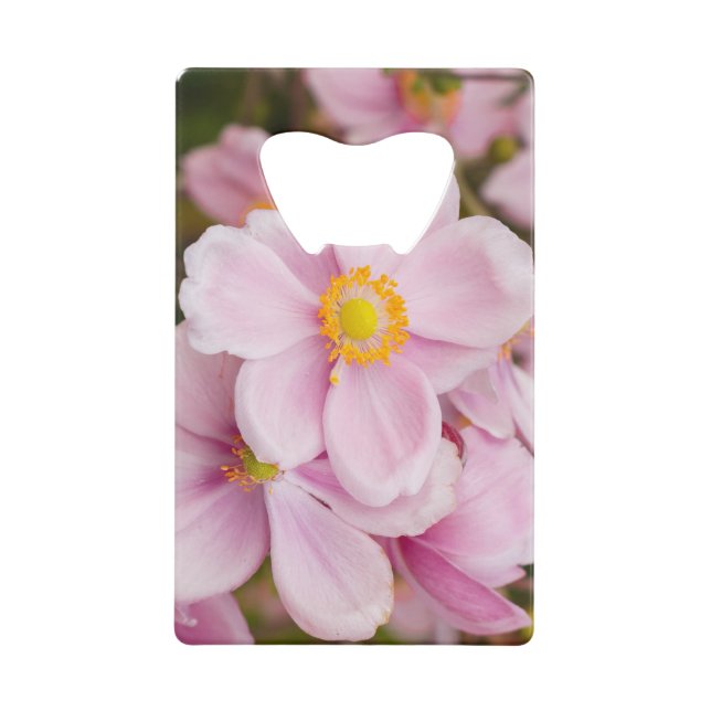 Fleurs de l'anémone japonaise (Devant)