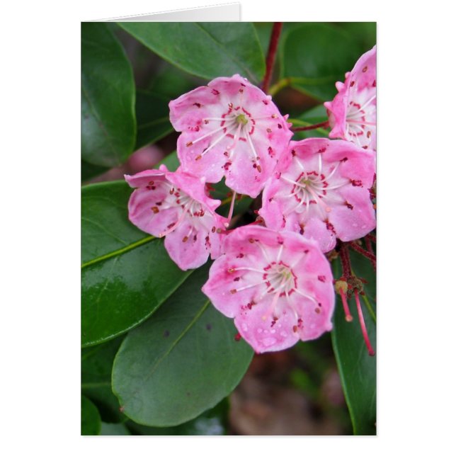 Fleurs de laurier de montagne (Devant)